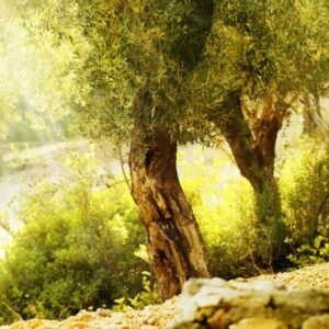 oliven baum oel omega-3